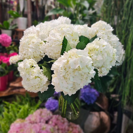 Tête d'Hortensia blanc