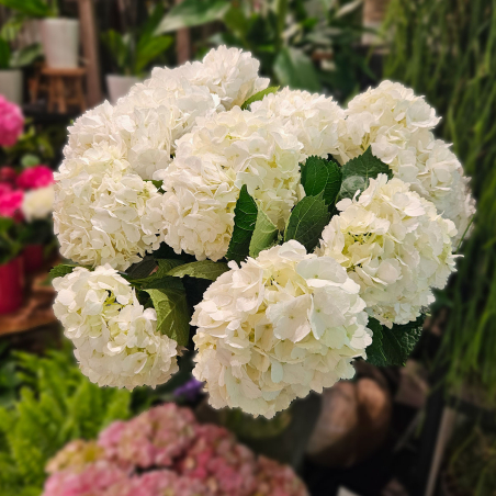 Tête d'Hortensia blanc