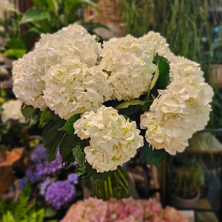 Tête d'Hortensia blanc