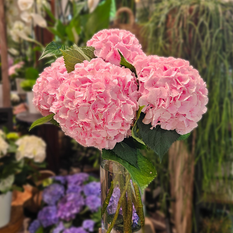 Tête d'Hortensia rose
