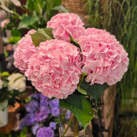 Tête d'Hortensia rose