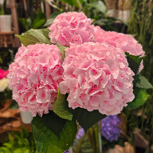 Tête d'Hortensia rose