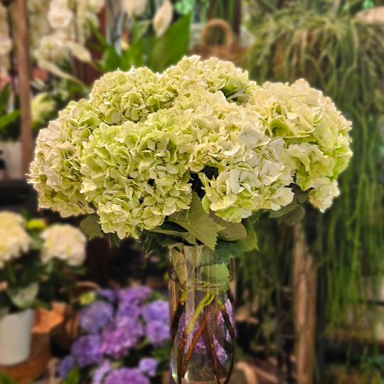 Tête d'Hortensia vert