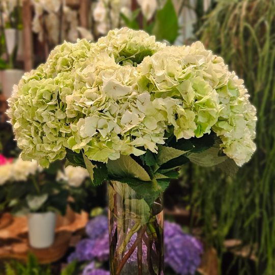Tête d'Hortensia vert