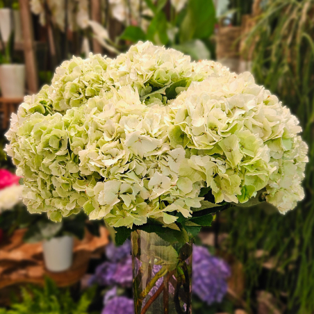 Tête d'Hortensia vert