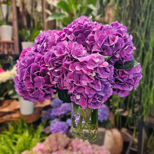 Tête d'Hortensia violet