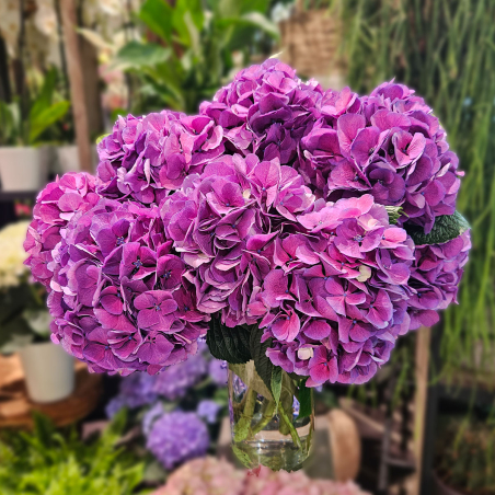 Tête d'Hortensia violet