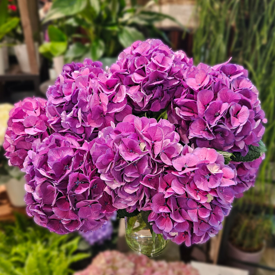 Tête d'Hortensia violet