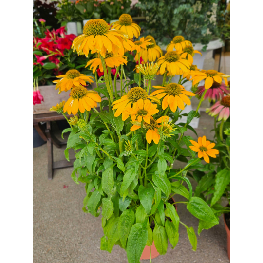 Echinacée jaune