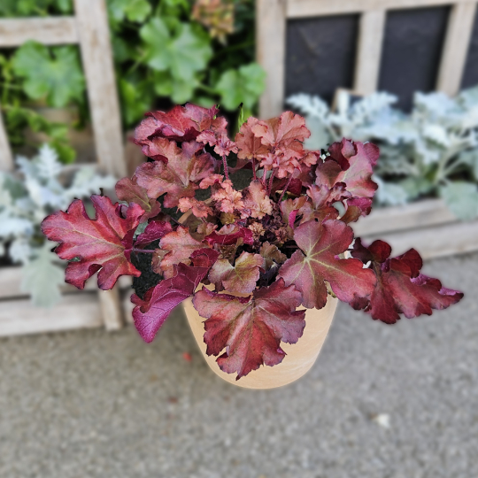 Heuchera