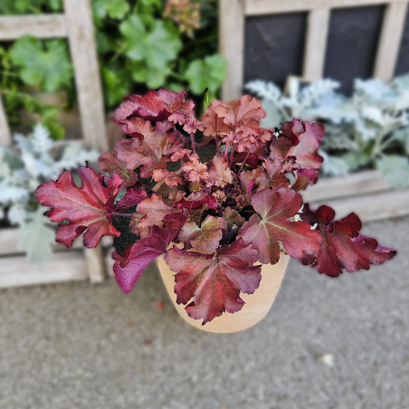 Heuchera