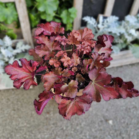 Heuchera