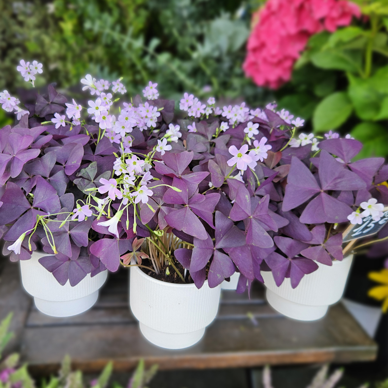 Oxalis pourpre