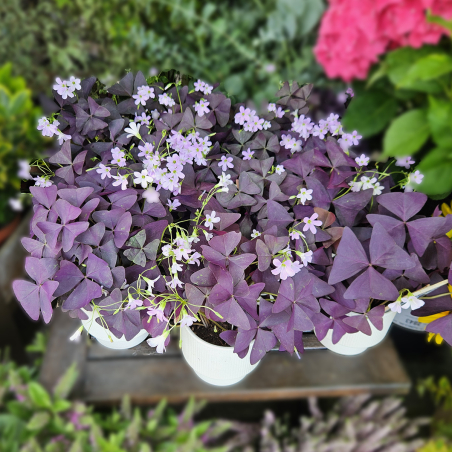 Oxalis pourpre