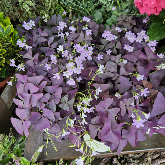 Oxalis pourpre