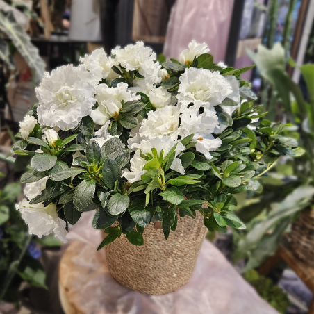 Azalée blanc
