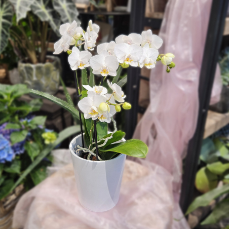 Orchidée phalaénopsis