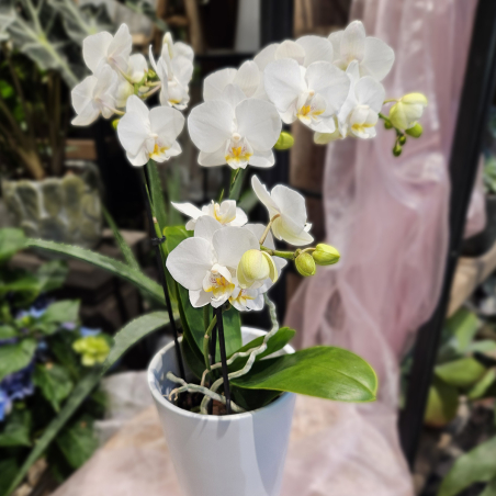 Orchidée phalaénopsis