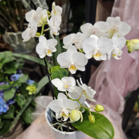 Orchidée phalaénopsis