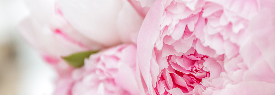 Pivoine - Les Fougères Les Fougères Créateur floral Caen Normandie
