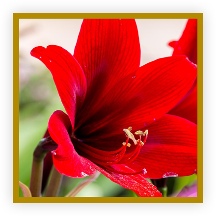 Amaryllis