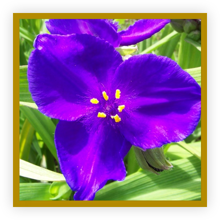 &Eacute;ph&eacute;m&egrave;re