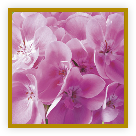 G&eacute;ranium rose