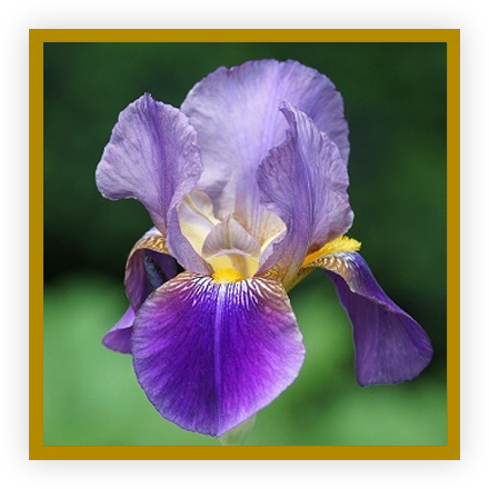 Iris