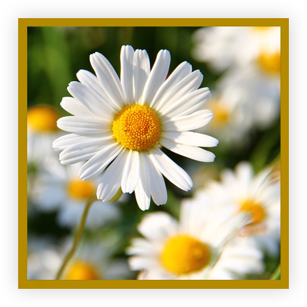 Marguerite