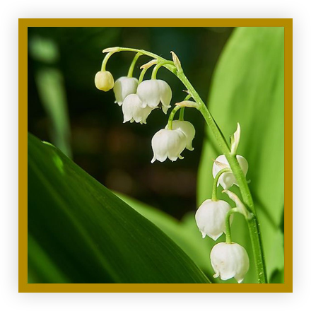 Muguet