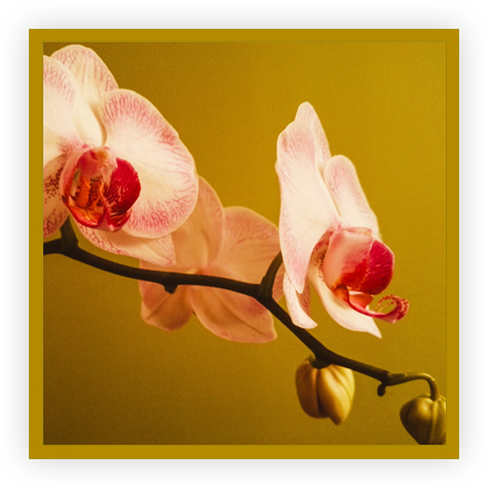 Noces d'orchidée Noces d'orchidée