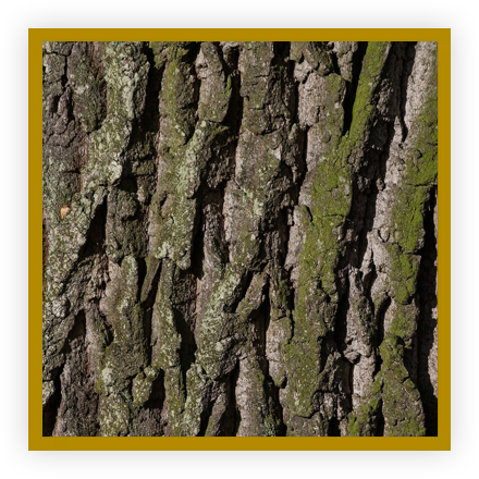 Noces de chêne Noces de chêne