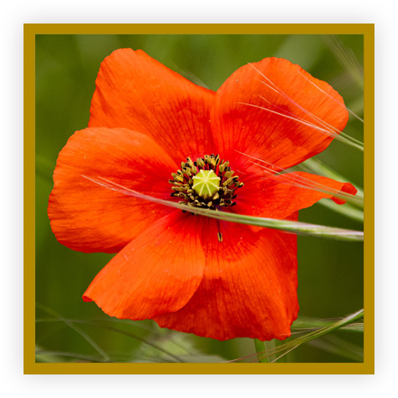 Noce de coquelicot Noce de coquelicot