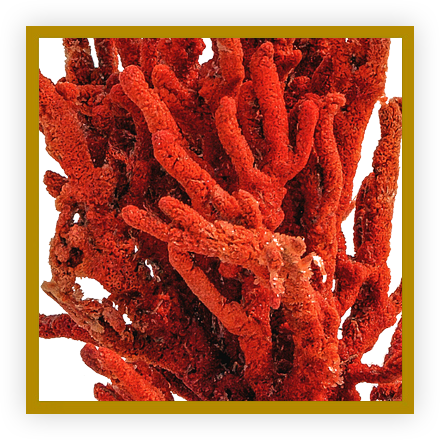 Noces de corail Noces de corail