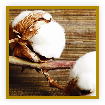 Noces de coton Noces de coton