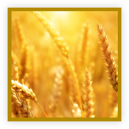 Noces de froment Noces de froment