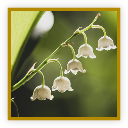 Noces de muguet Noces de muguet
