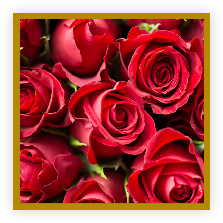 Noces de roses Noces de roses