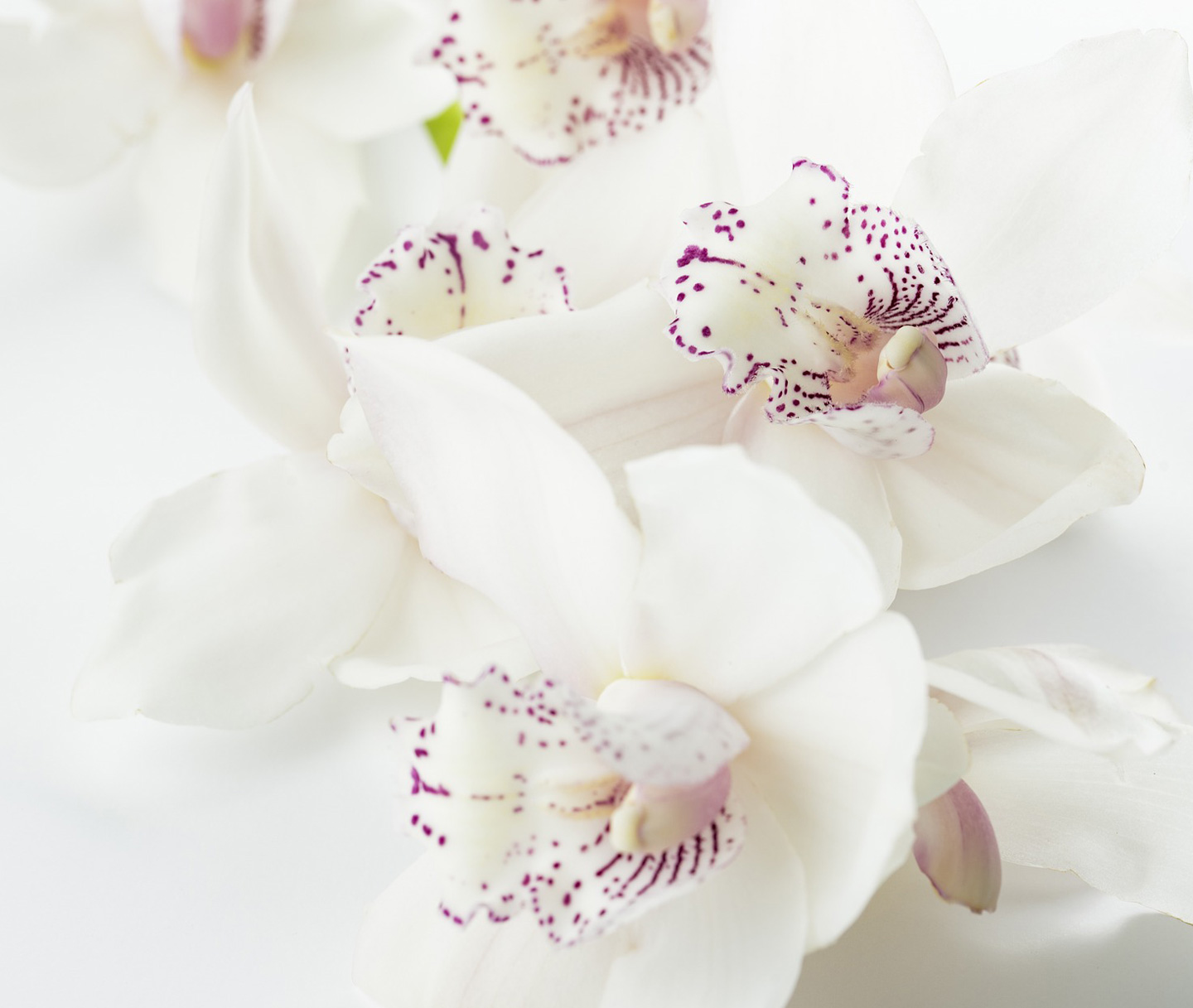 les foug&egrave;res fleuriste orchid&eacute;e