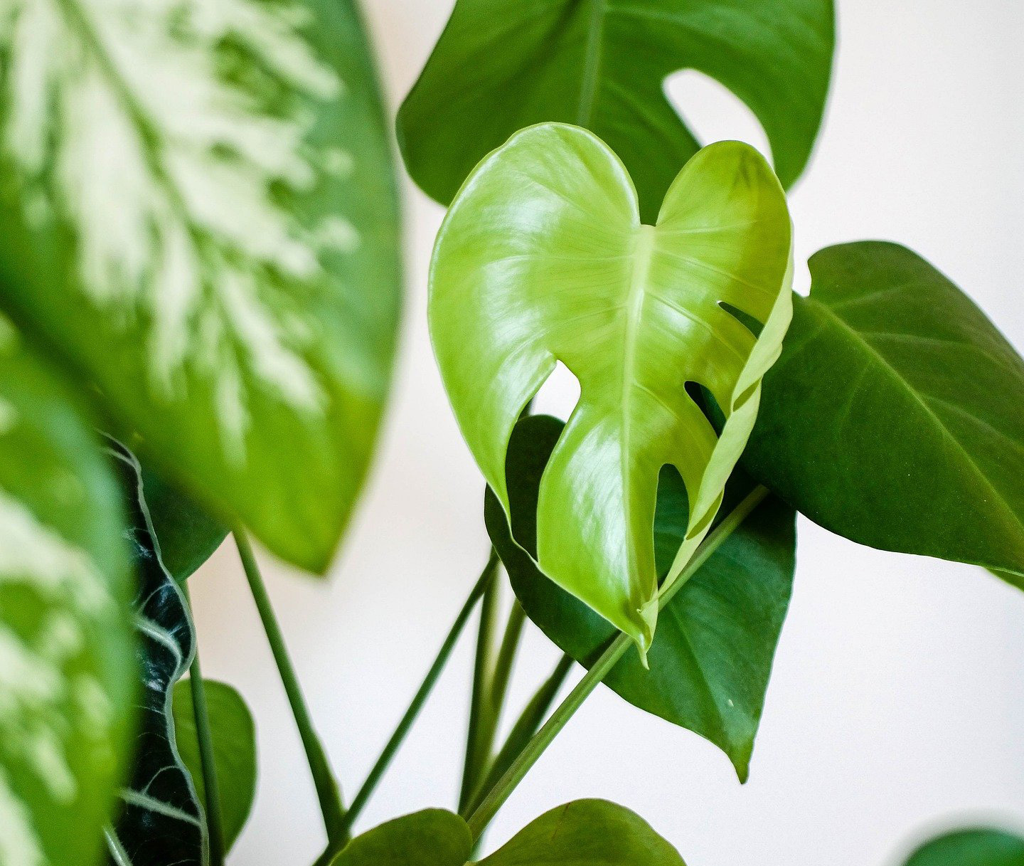 les foug&egrave;res fleuriste plante verte