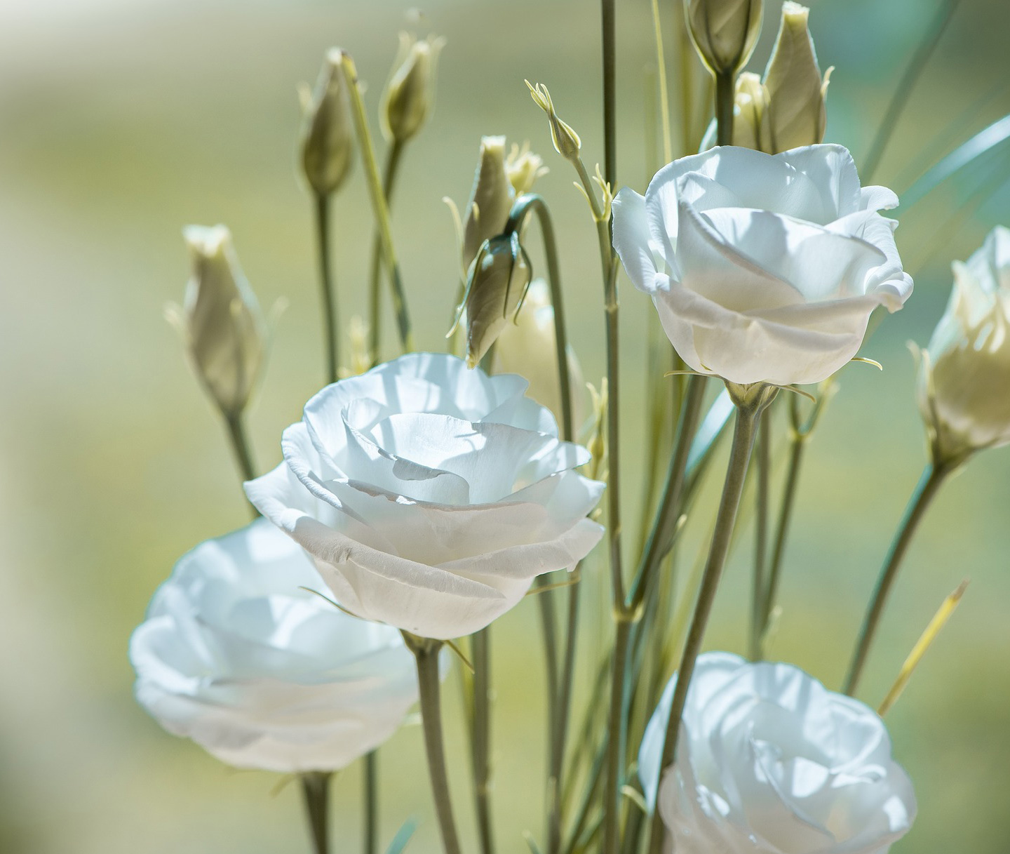 Signification du blanc