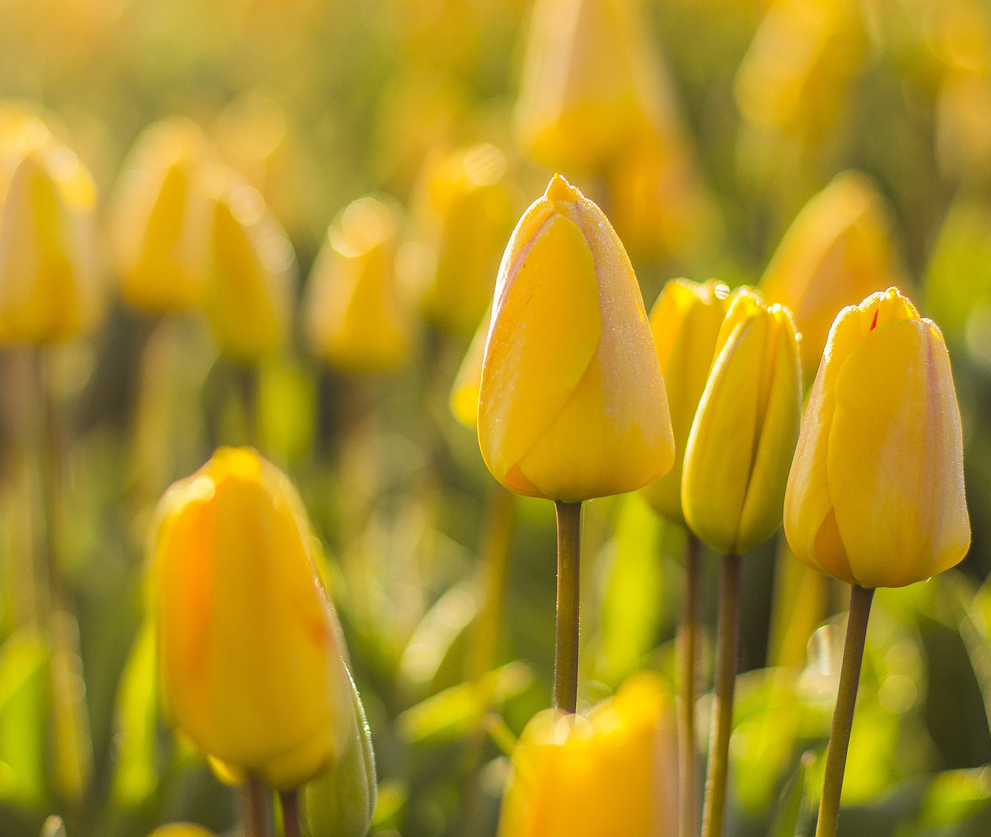 Signification du jaune