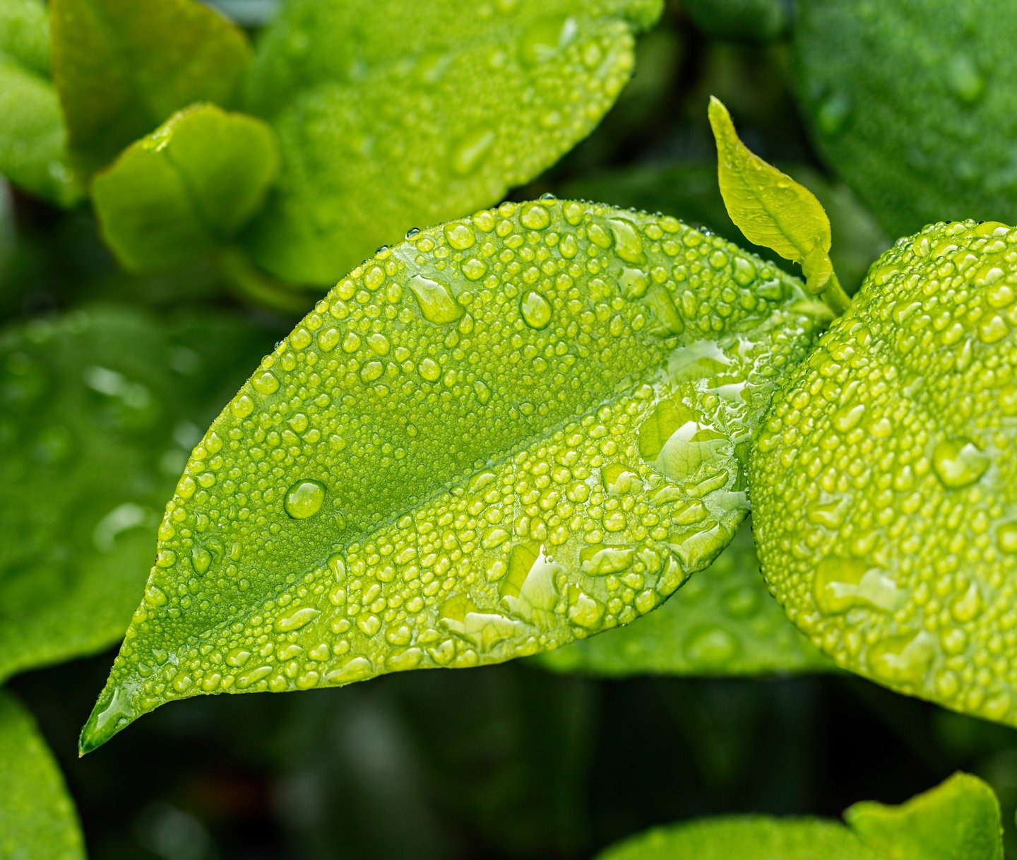 Signification du vert