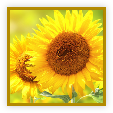 Tournesol